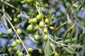 Διακοπή δακοκτονίας σε ελαιοπερίβολα λόγω αναμενόμενης βροχής